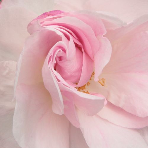 Rosa Félicité et Perpétue - trandafir cu parfum intens - Trandafir copac cu trunchi înalt - cu flori mărunți - alb - Antoine A. Jacques - coroană curgătoare - ,-